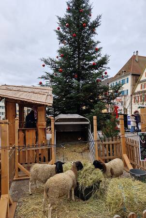 Weihnachtsmarkt Schafe