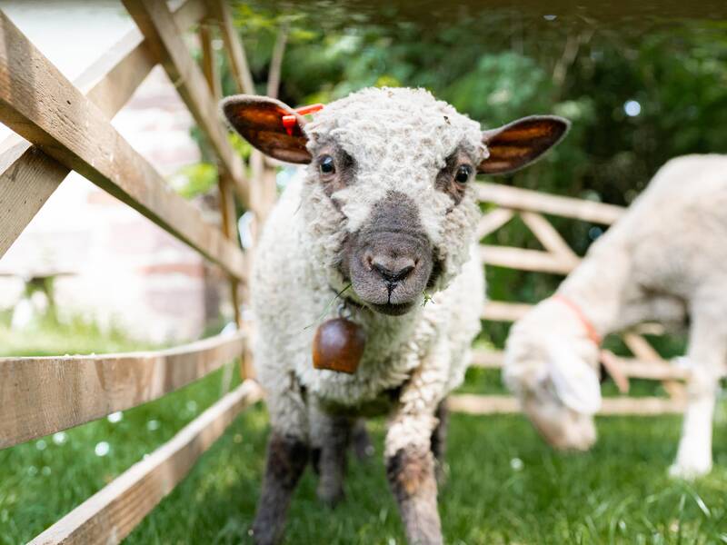 Nahaufnahme von einem Lamm, im Hintergrund ein weiteres Lamm.
