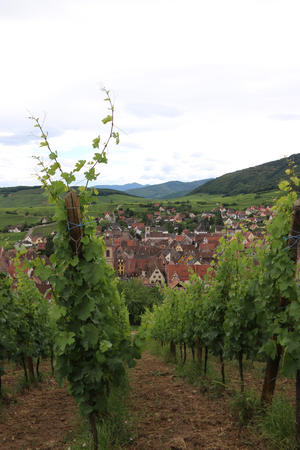 Im Vordergrund stehen Weinreben. Im Hintergrund ist Riquewihr.