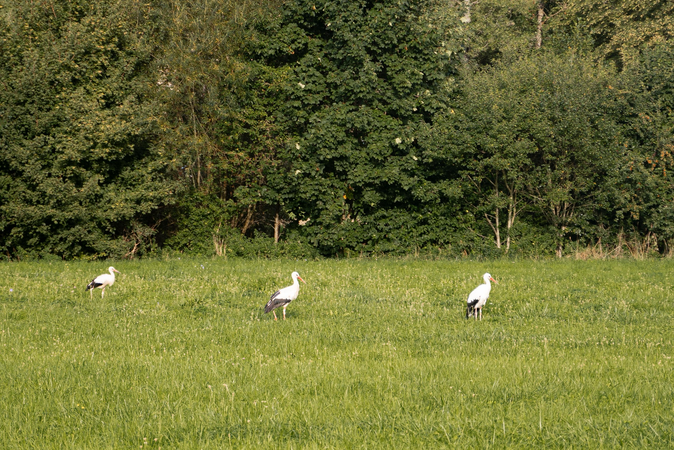 Drei Störche im Feld
