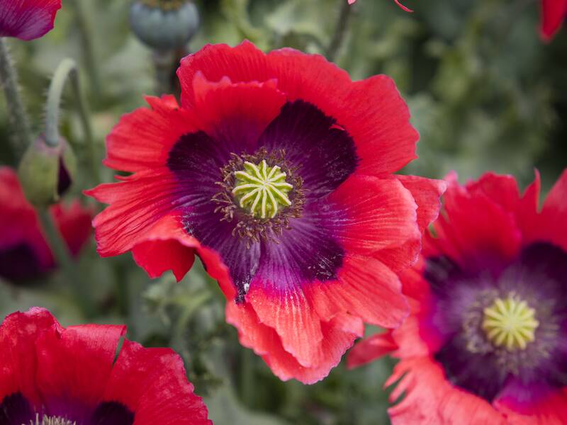 Klatschmohn