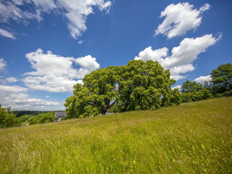 drei Linden Schafhausen mit Wiese