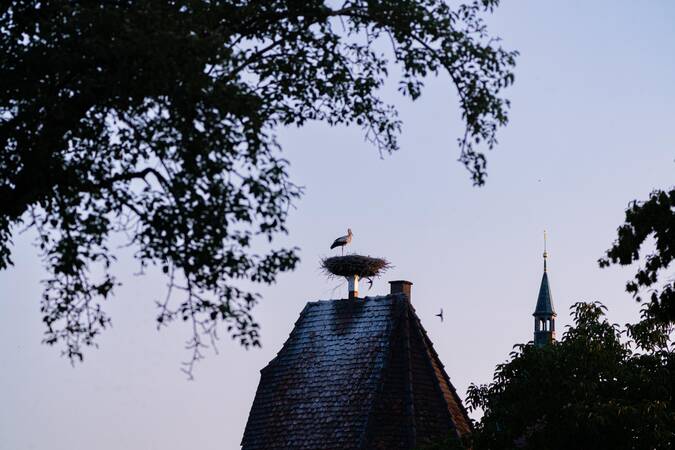 Störche.
