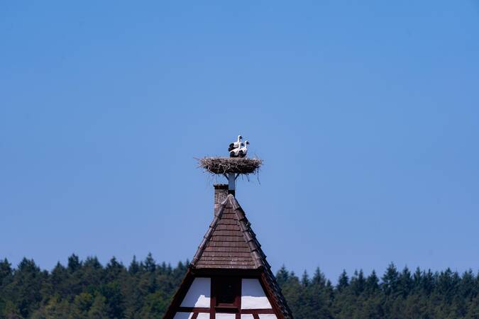Störche.