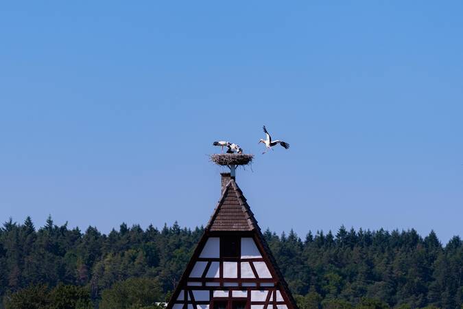 Störche.