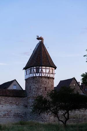 Störche.