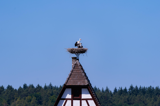 Störche auf einem Dach.