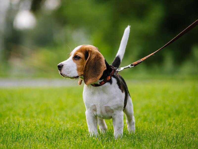 Ein angeleinter Hund auf einer Wiese.