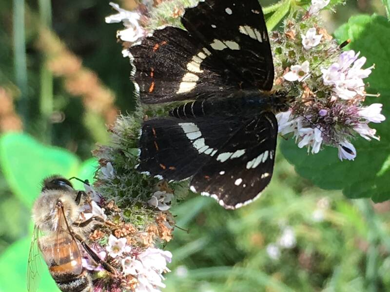 Schmetterling und Biene auf Blüte